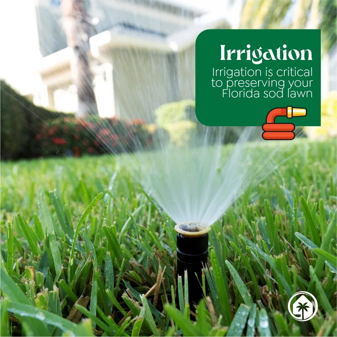 Sprinkler head irrigating a Florida sod lawn