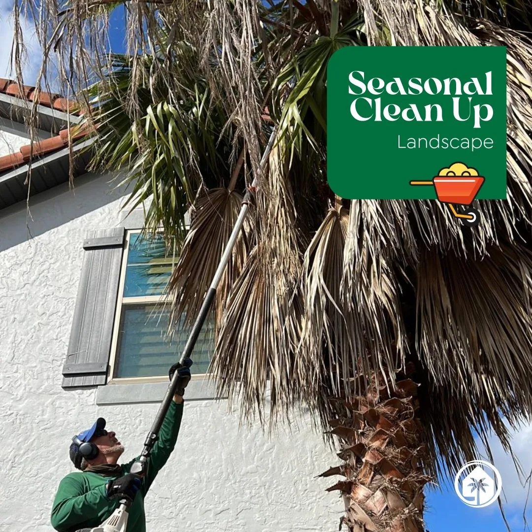 Seasonal palm cleanup with a pole trimmer