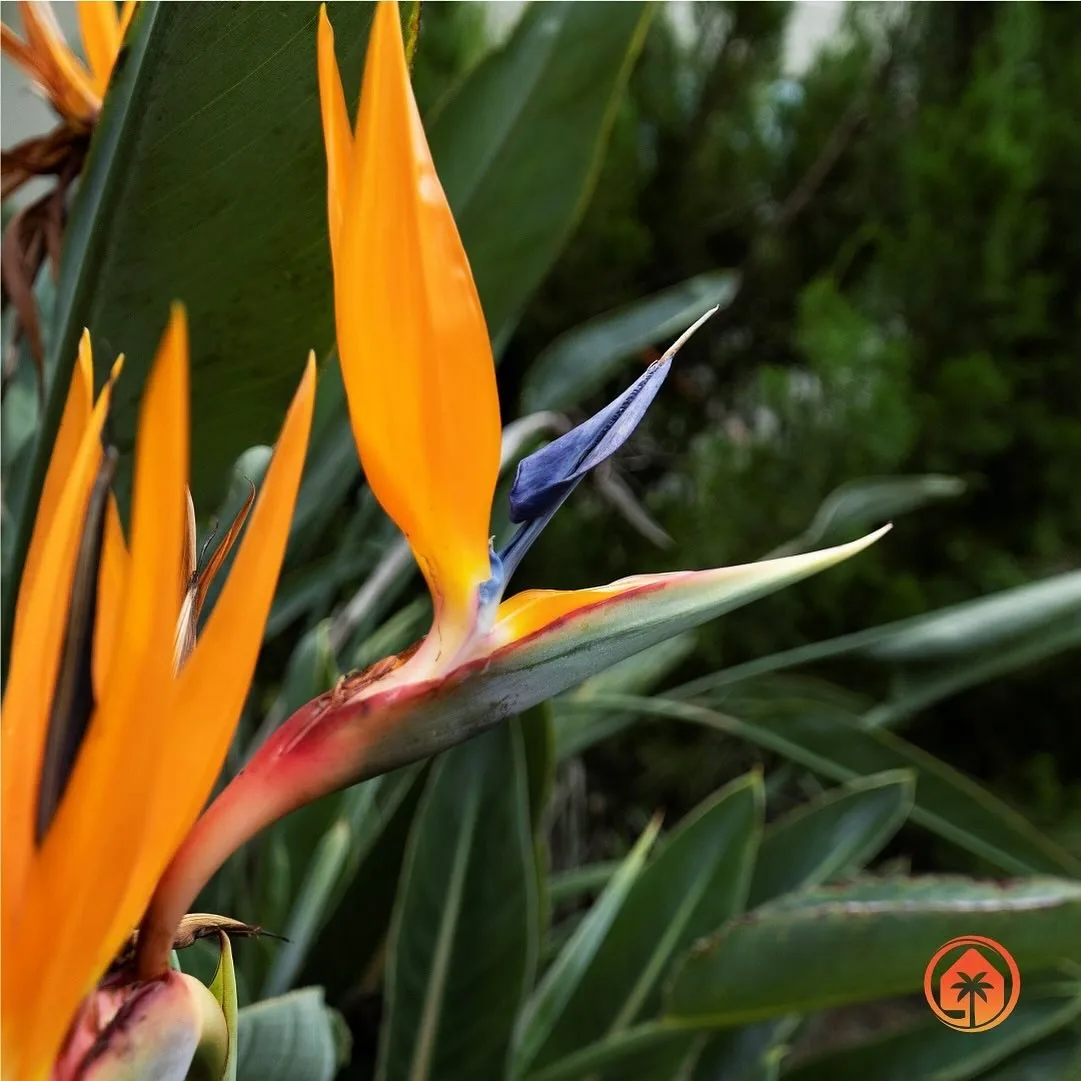 Bird of paradise flower from an Orlando garden